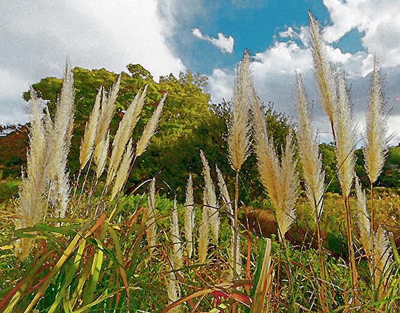 芦屋プラン株式会社七夕（たなばた1 Copilot